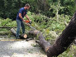 Trusted Inwood, WV Tree Care Experts