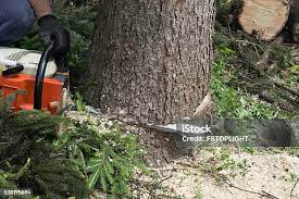 Best Firewood Processing and Delivery  in Inwood, WV