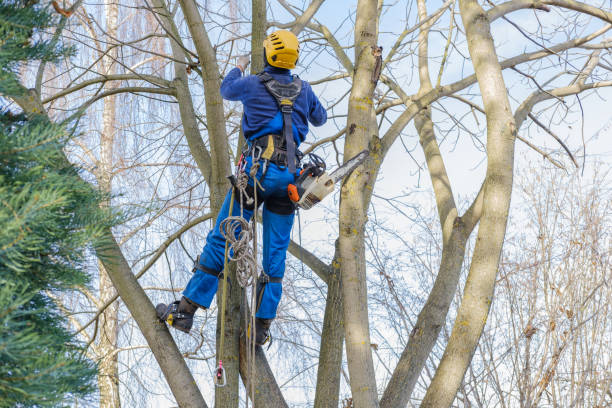 How Our Tree Care Process Works  in  Inwood, WV