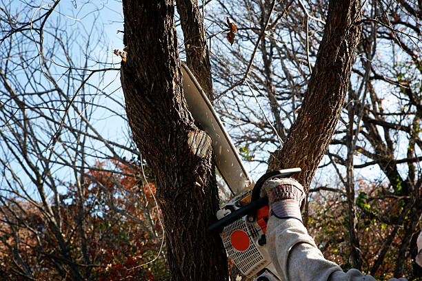 Best Seasonal Cleanup (Spring/Fall)  in Inwood, WV