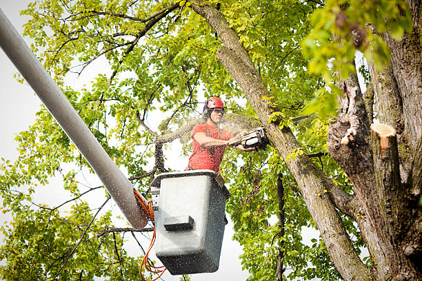Best Storm Damage Tree Cleanup  in Inwood, WV