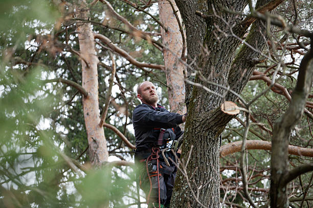Best Root Management and Removal  in Inwood, WV
