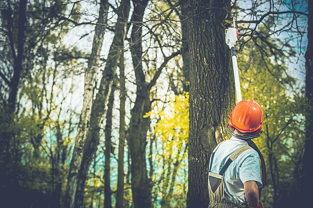 Best Tree Cabling and Bracing  in Inwood, WV