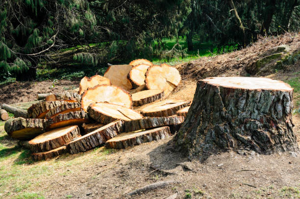 Best Tree Disease Treatment  in Inwood, WV